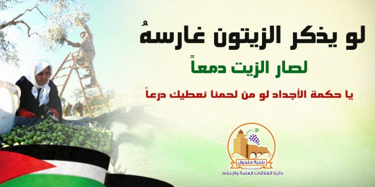 موسم قطف الزيتون